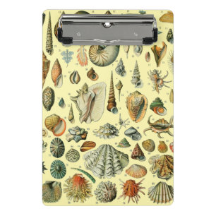 Minicarpeta De Pinza Estampa vintage de conchas de Adolphe Millot Coste