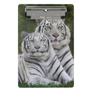 Minicarpeta De Pinza Fase blanca, Tigre de Bengala, Tigris