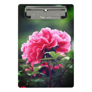 Minicarpeta De Pinza Flor de peones rosados en el jardín-33333
