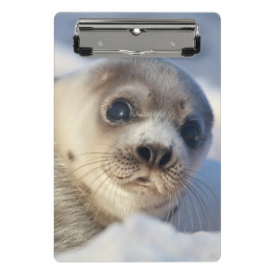 Minicarpeta De Pinza Foca de Groenlandia joven