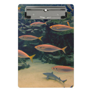 Minicarpeta De Pinza Fotografía subacuática del pez rosa Shoal