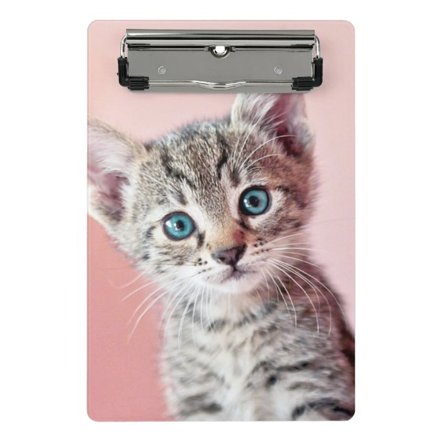 Minicarpeta De Pinza Gatito lindo con los ojos azules (Anverso)