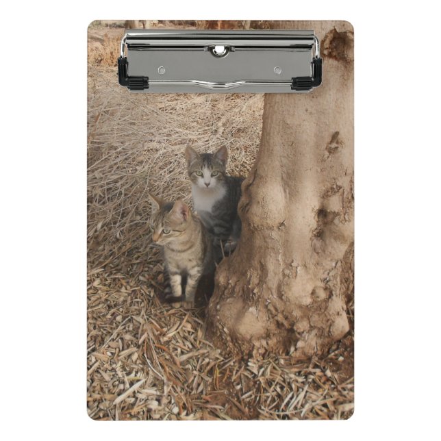 MINICARPETA DE PINZA GATOS DE WOODLAND (Anverso)