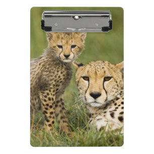 Minicarpeta De Pinza Guepardo, Acinonyx jubatus, con cría