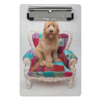 Imágenes de Getty el | Goldendoodle lindo