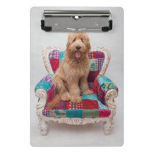 Minicarpeta De Pinza Imágenes de Getty el   Goldendoodle lindo