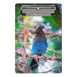 Minicarpeta De Pinza Jay de Steller - Fotografía original