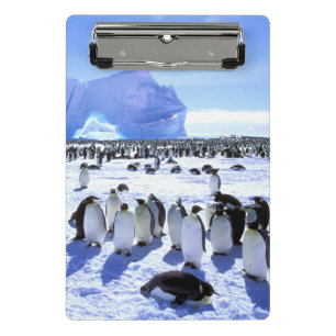 Minicarpeta De Pinza La Antártida, península antártica, mar 5 de