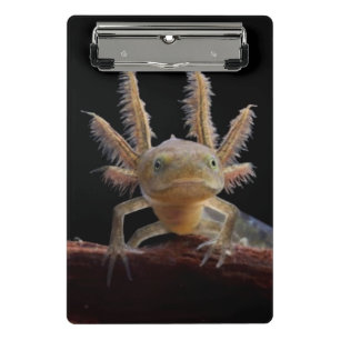 Minicarpeta De Pinza Larve con cresta del newt
