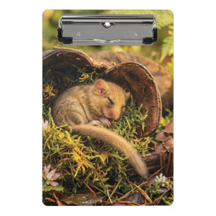 Minicarpeta De Pinza Lirón de Hazelnut Adorable Durmiendo Dentro de una