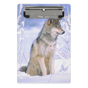 Minicarpeta De Pinza Lobo de madera sentado en la nieve, Canis lupus