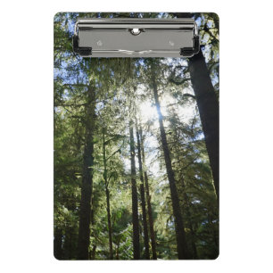 Minicarpeta De Pinza Luz solar a través de pinos