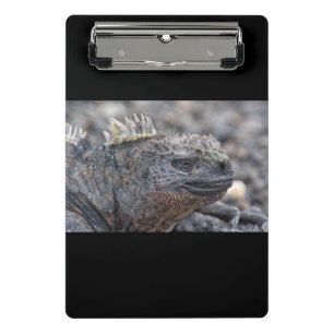Minicarpeta De Pinza Marine Iguana