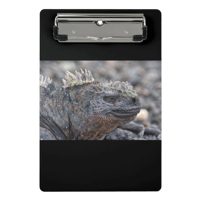 Minicarpeta De Pinza Marine Iguana (Anverso)