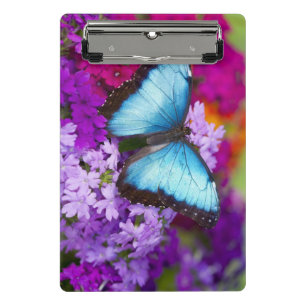 Minicarpeta De Pinza Mariposa Tropical de Sammamish Washington