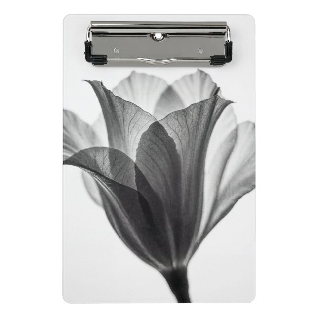 Minicarpeta De Pinza Monochrome botanical fine art photograph (Anverso)