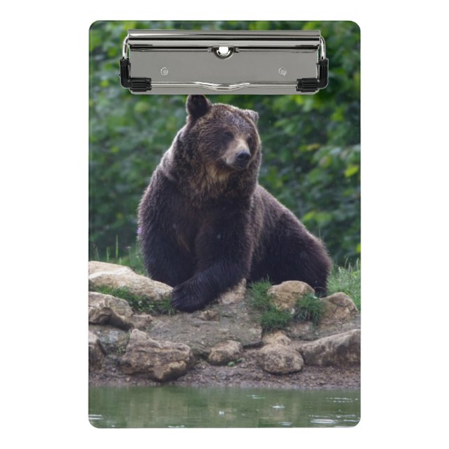 Minicarpeta De Pinza Oso de Brown (Anverso)