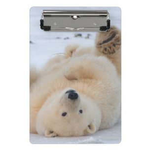 Minicarpeta De Pinza oso polar, Ursus maritimus, cachorro rodando 3