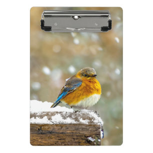 Minicarpeta De Pinza Pájaro azul oriental en nieve - Fotografía origina