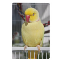 Parakeet mullido de Ringneck del indio de Lutino