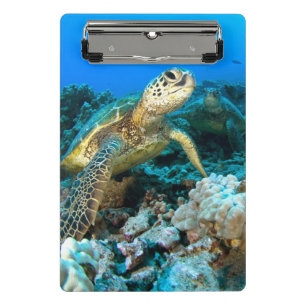 Minicarpeta De Pinza Pares de la tortuga