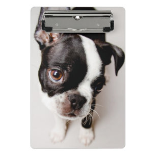 Minicarpeta De Pinza Perrito de Edison Boston Terrier