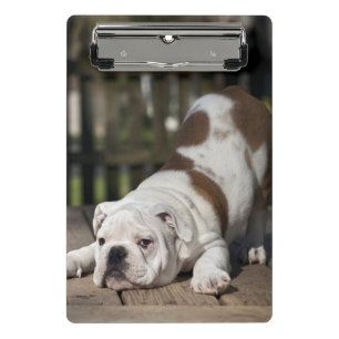 Minicarpeta De Pinza Perrito inglés del bulldog