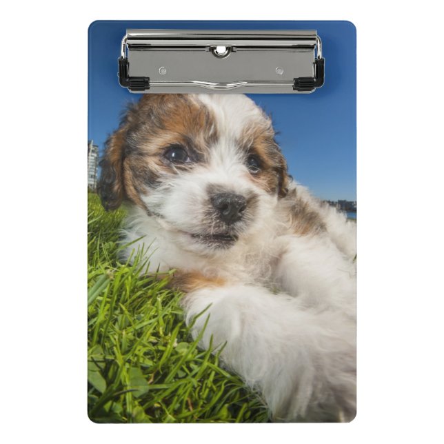 Minicarpeta De Pinza Perro de perrito lindo (Shitzu) (Anverso)