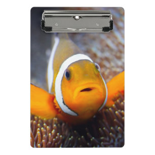 Minicarpeta De Pinza Pescados tropicales del filón - Clownfish