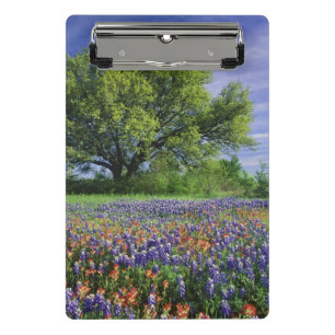 Minicarpeta De Pinza Pincel de Texas y Oak en vivo