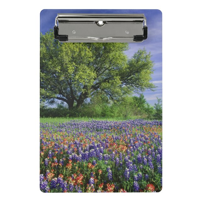 Minicarpeta De Pinza Pincel de Texas y Oak en vivo (Anverso)