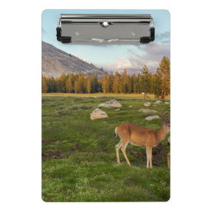 Minicarpeta De Pinza Prado de Tuolumne, Yosemite