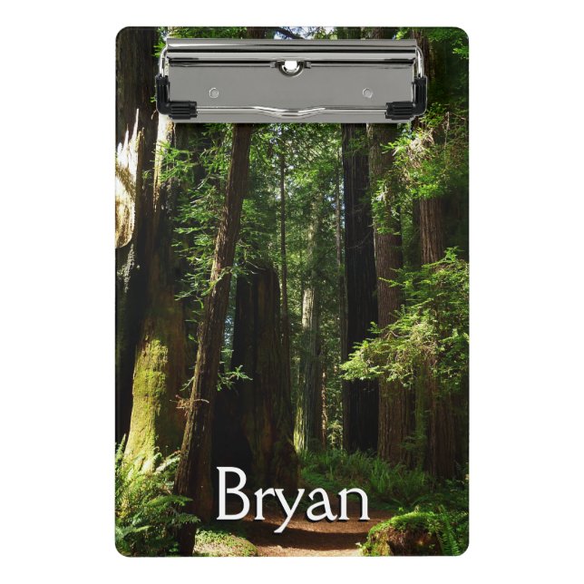 Minicarpeta De Pinza Redwoods and Ferns at Redwood National Park (Anverso)