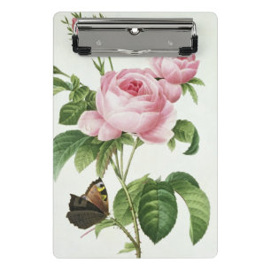 Minicarpeta De Pinza Rosa Centifolia