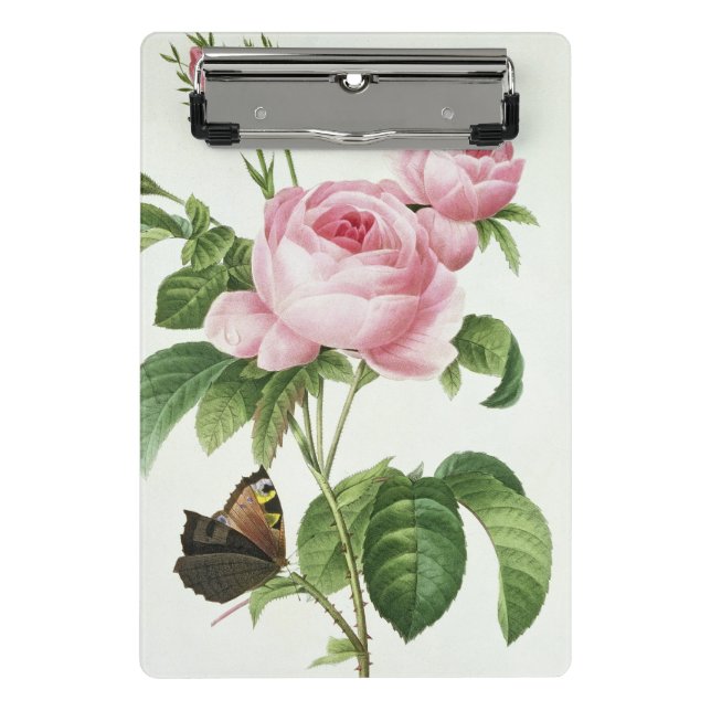 Minicarpeta De Pinza Rosa Centifolia (Anverso)