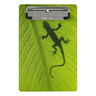 Minicarpeta De Pinza Silueta del Gecko