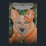 Minicarpeta De Pinza Tablero del perro rojo de Heeler del "nacido en el<br><div class="desc">Tablero del "nacido en el baby-boom" de ImagesByMJ mini</div>