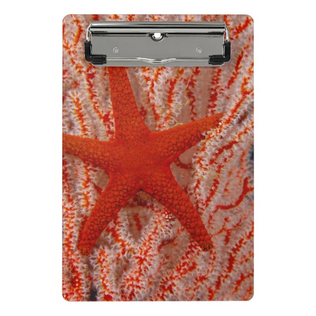 Minicarpeta De Pinza Tailandia, Estrella de Mar (Anverso)