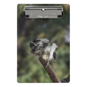 Minicarpeta De Pinza Tidi my Bird the Parus Major