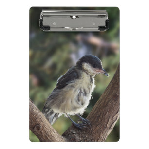 Minicarpeta De Pinza Tidi my Bird the Parus Major