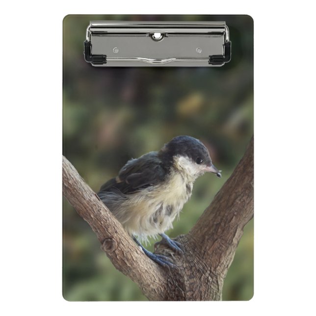 Minicarpeta De Pinza Tidi my Bird the Parus Major (Anverso)