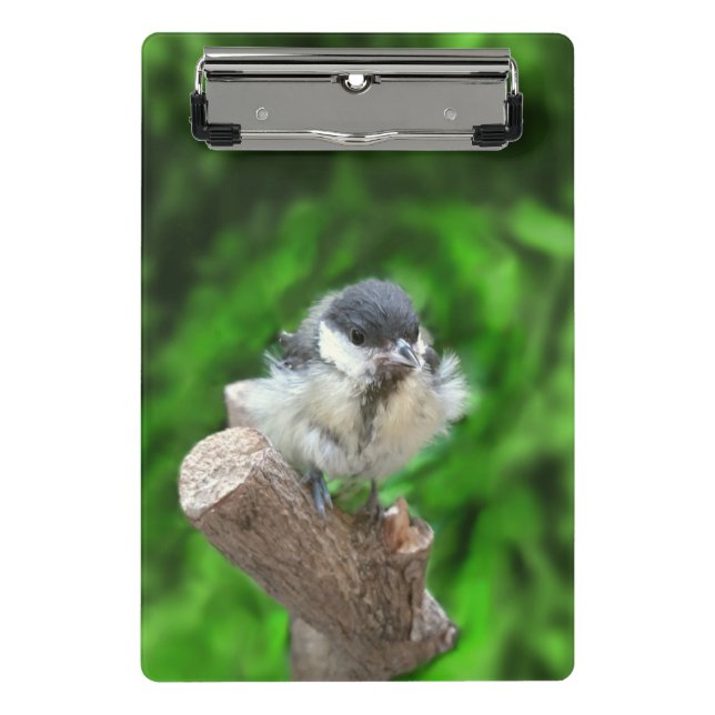 Minicarpeta De Pinza Tidi my Bird the Parus Major (Anverso)