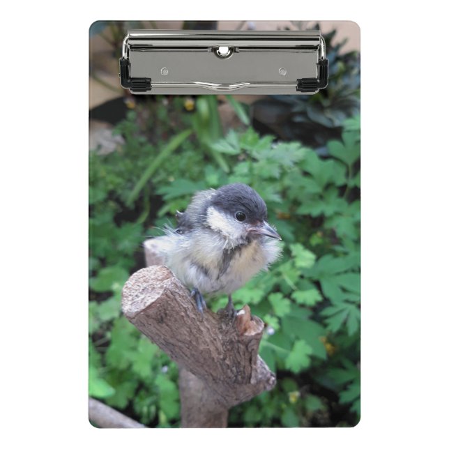 Minicarpeta De Pinza Tidi my Bird the Parus Major (Anverso)