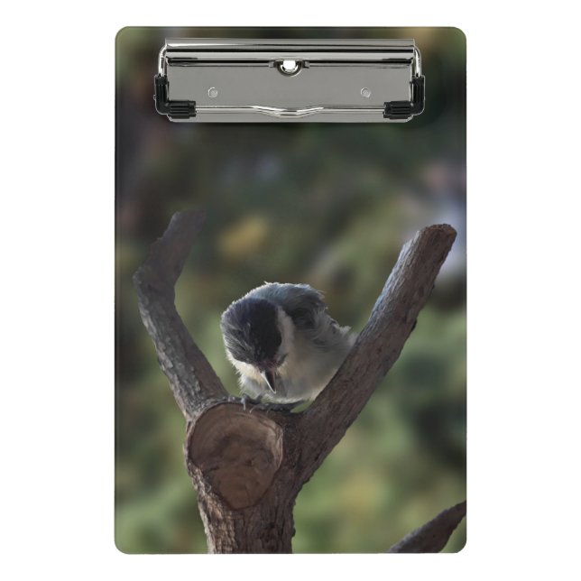 Minicarpeta De Pinza Tidi my Bird the Parus Major (Anverso)