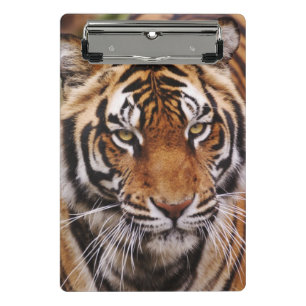 Minicarpeta De Pinza Tigre de Bengala, Panthera tigris