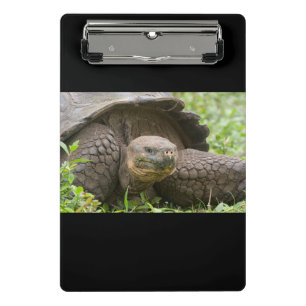 Minicarpeta De Pinza Tortuga gigante