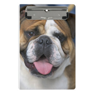 Minicarpeta De Pinza Un bulldog inglés en Bélgica
