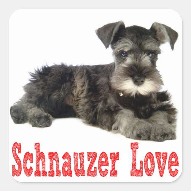 Ministra Schnauzer Puppy Dog Love Red Pegatina (Anverso)