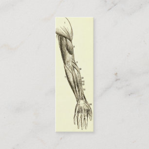 Minitarjeta De Visita Músculos de la anatomía el   del vintage del bra
