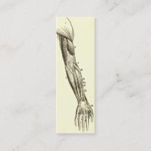 Músculos de la anatomía el | del vintage del brazo